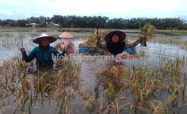 Akibat Banjir, Padi Belum Cukup Umur Terpaksa Dipanen Awal