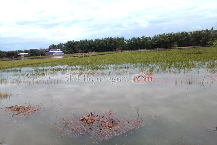 120 Hektar Sawah di Kabalan Banjir, Ditaksir Rugi Jutaaan