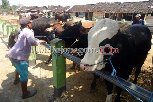 Pasca Banjir, Hewan Ternak Mengalami Stres dan Tak Nafsu Makan