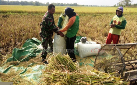 Pendampingan, Babinsa dan Kodim 0813 Terjun Bantu Petani Panen