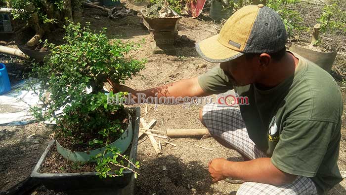 Dari Hobi, Ingin Buat Tempat Edukasi Bonsai