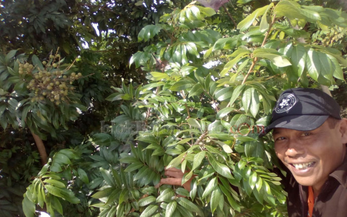 Petani di Balen Mulai Panen Kelengkeng