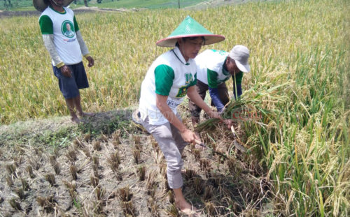Rindukan Masa Remaja, Politisi PPP Bojonegoro Blusukan ke Sawah