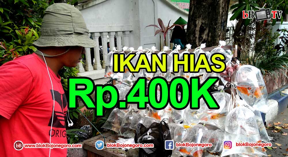 Menjanjikan, Untung Ikan Hias Rp.400 Ribu Per Hari