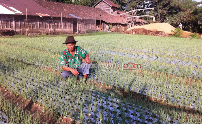 Lho...! Petani Ini Tanam Bawang Merah di Jemuran Padi