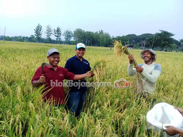 Geliat Pertanian Organik di Desa Bajo, Semangat Tingkatkan Produktivitas