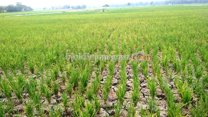 Tak Ada Air, Petani di Balen Terancam Gagal Tanam