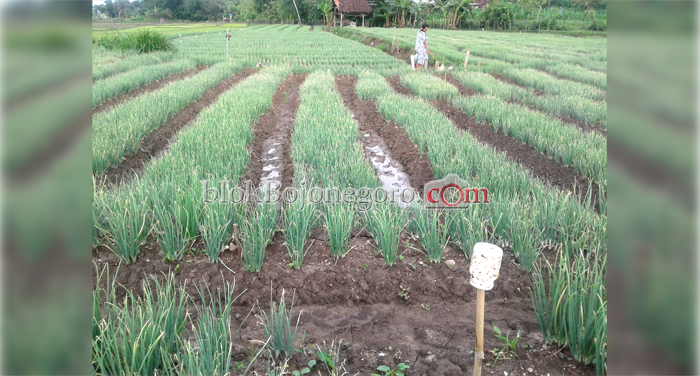 2019 Disperta Tak Dapat Bantuan Bibit Bawang Merah