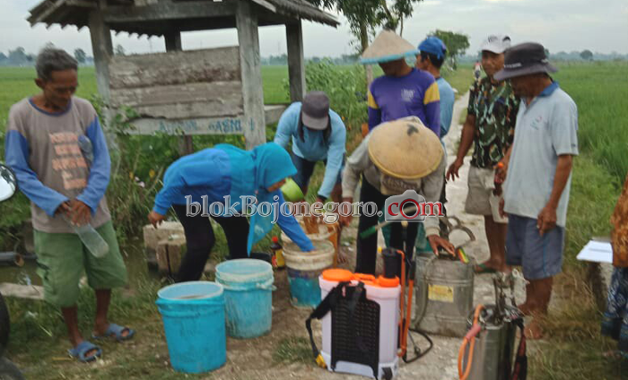 Gunakan Bio Hayati, Petani Kapas Kendalikan Sundep Beluk