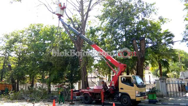 Memasuki Kemarau, DLH Bojonegoro Pangkas Dahan Pohon