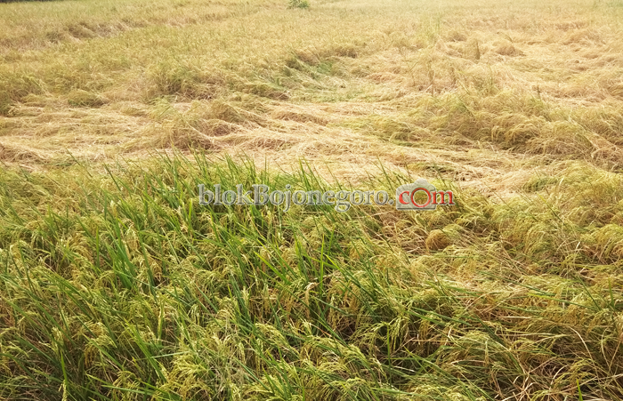 Kesulitan Air, Petani Kepohbaru Terancam Gagal Panen