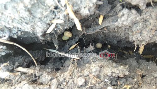 Sulit Dapatkan Air, Begini Cara Petani Tanam Kedelai