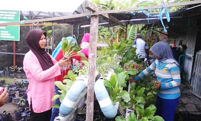 Disperta Tumbuhkan Kelompok Tani Wanita Baru