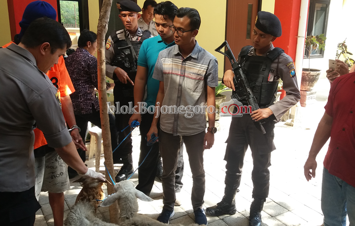 Meresahkan Warga, Pencuri Ternak di Ledok Kulon Menyerahkan Diri