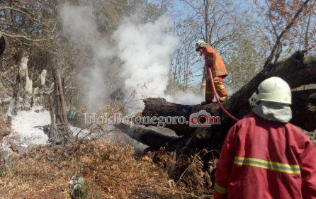 Api dari Bekas Pembakaran, Bakar Pohon di Pemakaman