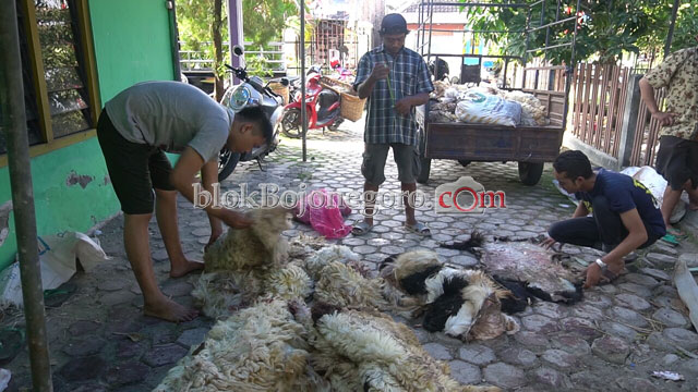 Pengepul Kulit Hewan Banjir Kiriman