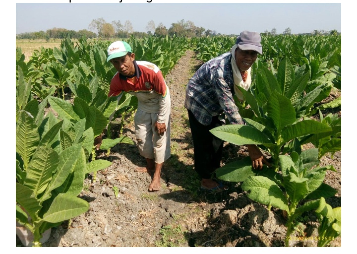 Petani Tembakau Balenrejo Mulai Panen