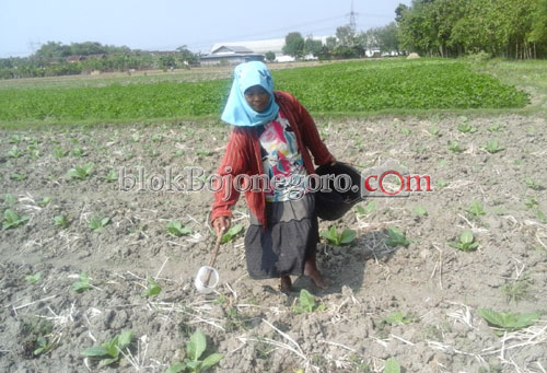Benih Bibit Tembakau Rusak, Petani Tidak Dapat Bantuan