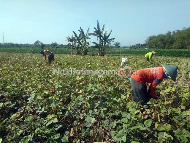 Musim Panen, Harga Kacang Hijau Kian Merosot
