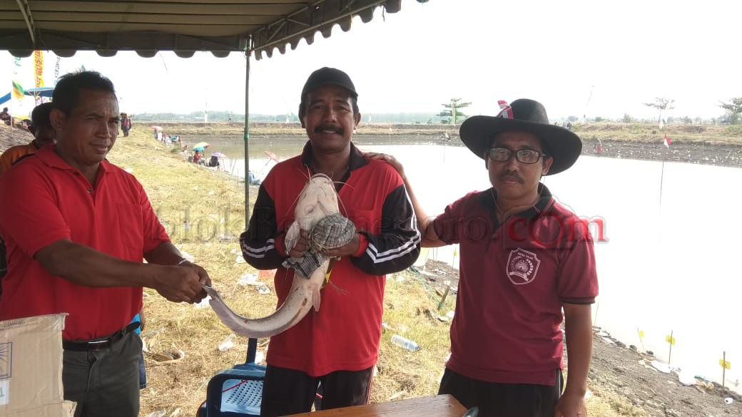 Hanya Maskot Lele 2,9 Kg yang Naik