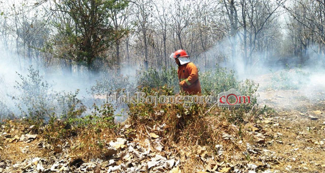 6 Hektar Lahan Hutan di KPH Padangan Terbakar