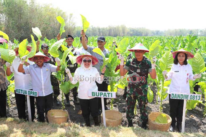 Panen Raya Tembakau di Jipo