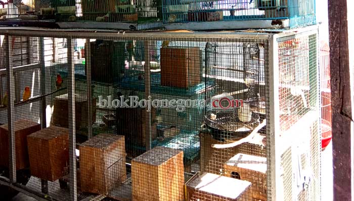 Berawal dari Hobi, Kini Jadi Bisnis, Bisa Bantu Orang Tua