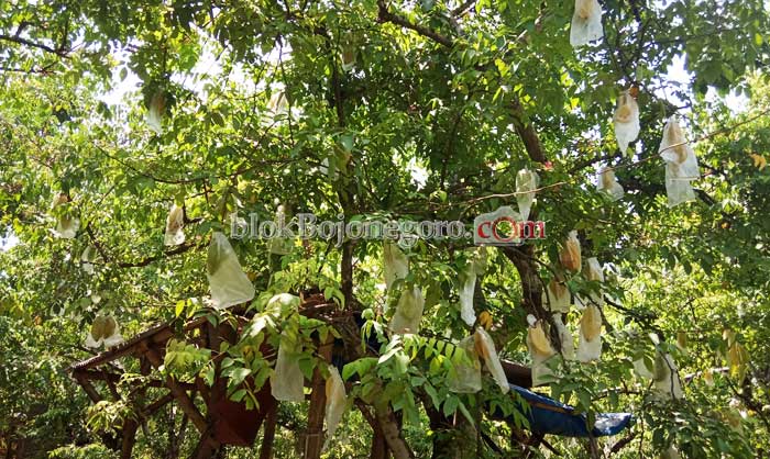 Panas-panas, Yuks Nikmati Segarnya Buah Belimbing Ngringinrejo