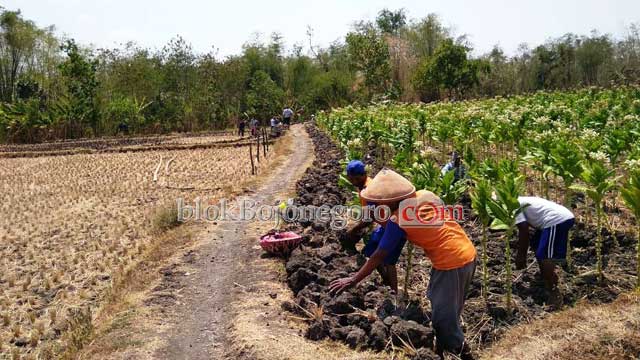 Petani Kedungadem Gotong Royong Melebarkan JUT