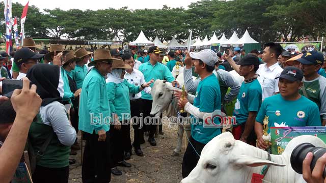 Tingkatkan Populasi Ternak dengan Lomba Sapi Betina Produktif