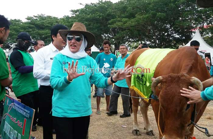 Bupati Melihat Sapi yang Mendapat Juara