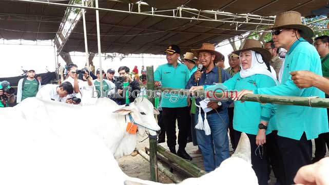 Bupati Targetkan Bojonegoro Bisa Duduki Nomor Dua Populasi Sapi Se-Jatim