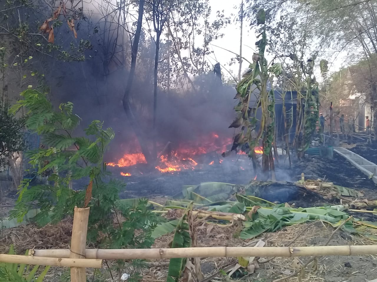 Rumpun Bambu di Pacing Dilahap Si Jago Merah