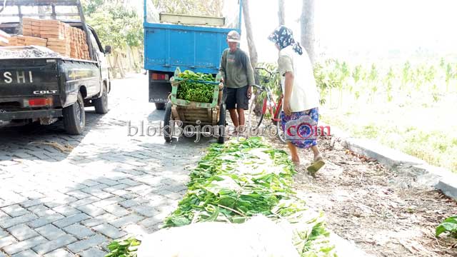 Harga Jual Daun Tembakau Turun Drastis Sangat Dikeluhkan Petani