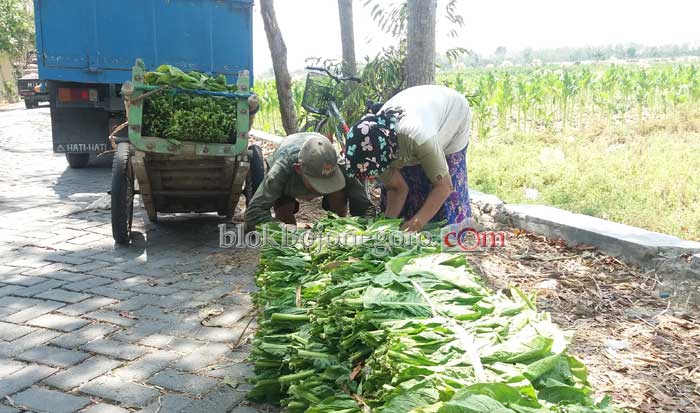 Panen Telat, Harga Tembakau Anjlok