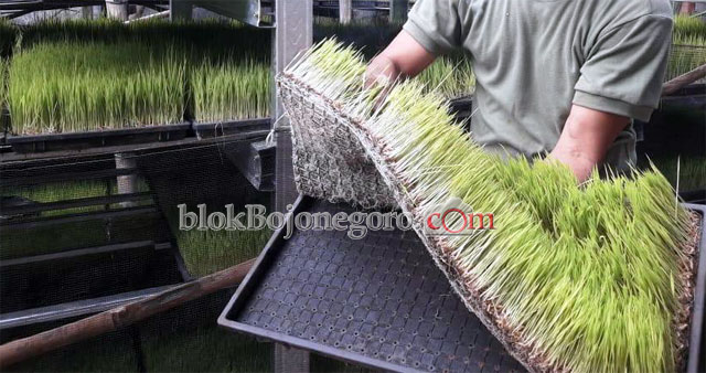 Petani Dander Sambut Musim Hujan dengan Persemaian Tray