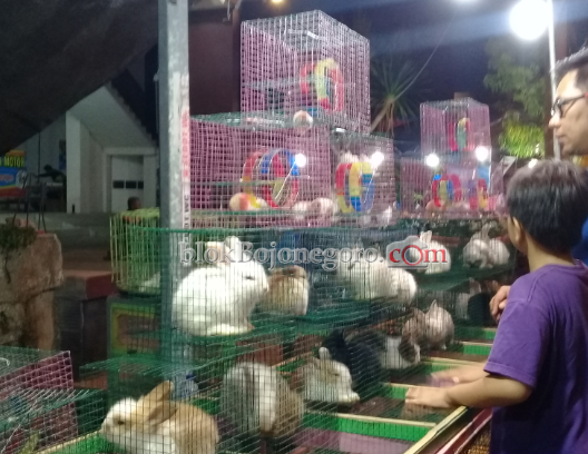 Berjualan Hingga Malam, Pedagang Kelinci Ini Raup Jutaan Rupiah