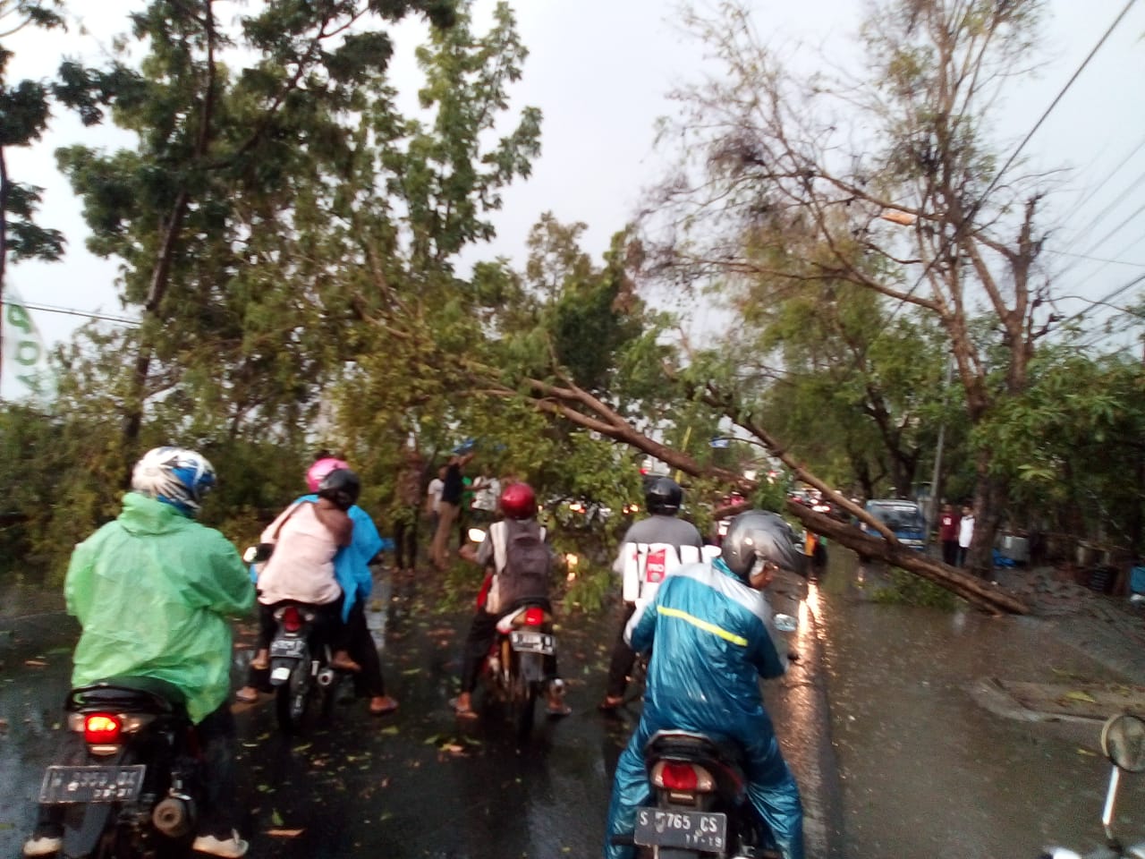 Hujan Disertai Angin, 9 Pohon di Kota Bojonegoro Tumbang