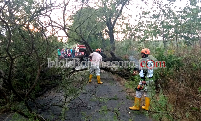 46 Pohon Tumbang di 11 Kecamatan