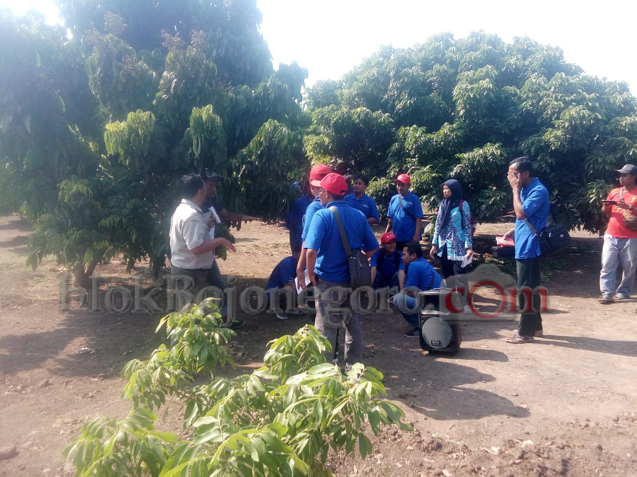 Karangtaruna Cengungklung Belajar Budidaya Klengkeng di Balitjestro