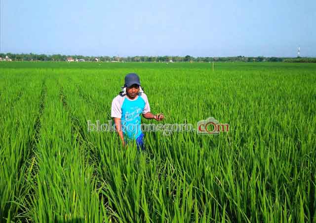 Pengurangan Pupuk Tidak Pengaruhi Kebutuhan Petani Bojonegoro