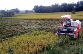 Petani Ngulanan Dander Panen Raya, Harga Gabah Tinggi