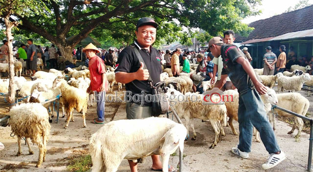 Peternak Asal Sengon ini Jual Kambing Hingga ke Ibu Kota