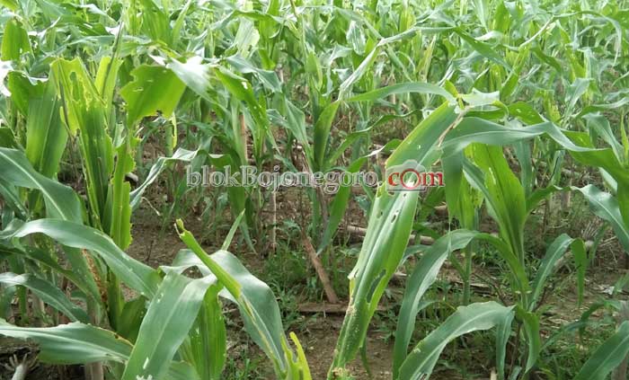 Diserang Ulat, Petani Jagung Pasrah