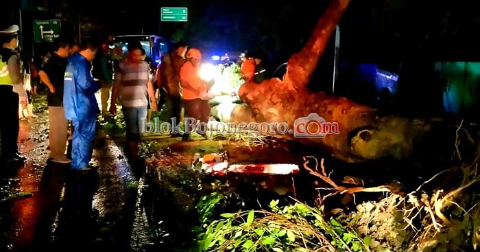 Pohon Tumbang Buat Macet Jalan Nasional