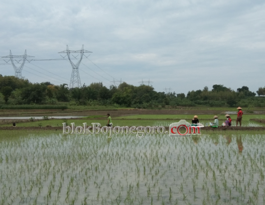Menengok Aktivitas Buruh Tanam di Awal Musim Penghujan