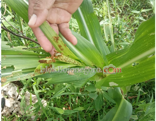 Puluhan Hektare Jagung di Kawasan Hutan Dander Terserang Hama Ulat Jati