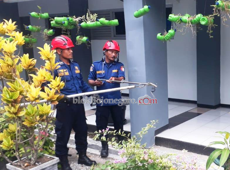 Damkar: Marak Ular, Memang Waktunya Berkembang Biak dan Menyimpan Telur