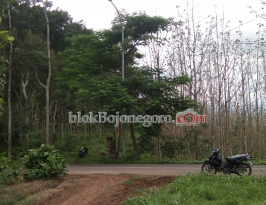 Ini yang Unik dari Perbatasan Bojonegoro - Madiun
