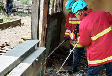 Damkar Kembali Tangkap 3 Ular Kobra di Desa Prayungan
